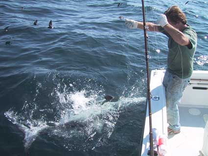 300 lb Blue Shark