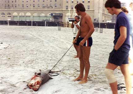 Shark on Beach