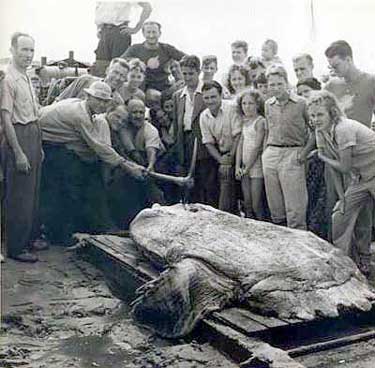 Ocean Sunfish